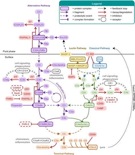 Schematic overview of the complement system. The complement cascade is... | Download Scientific ...