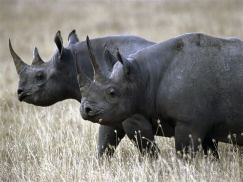 West African Black rhino Facts, Habitat, Last Sightings, Pictures and Diet