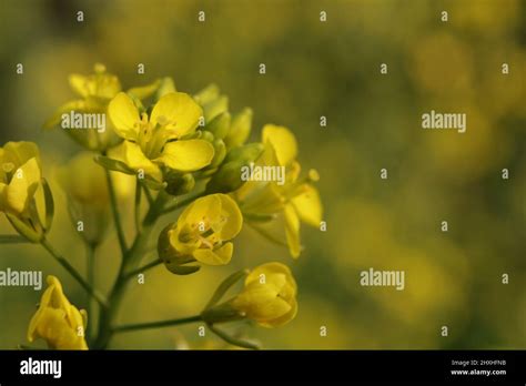 Mustard plant flower Stock Photo - Alamy