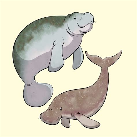 Dugong Vs Manatee