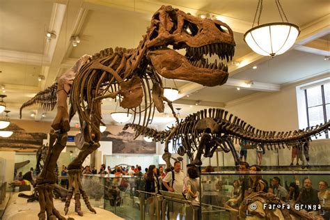 American Museum of Natural History | Dinosaur museum, New york museums ...