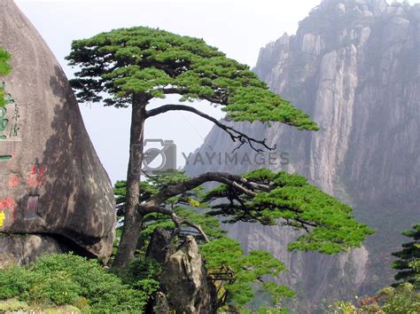 China Huangshan welcoming pine by zhaoliang Vectors & Illustrations ...