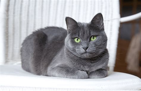 Breeds of the Most Expensive Cats in the Philippines | Brittany Corporation