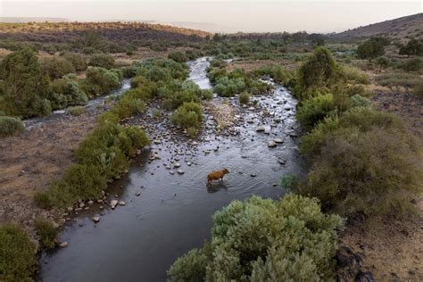 Jordan River, Jesus' baptism site, is today barely a trickle | AP News