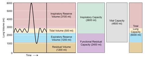 Vital Capacity Normal Range Chart: A Visual Reference of Charts | Chart ...