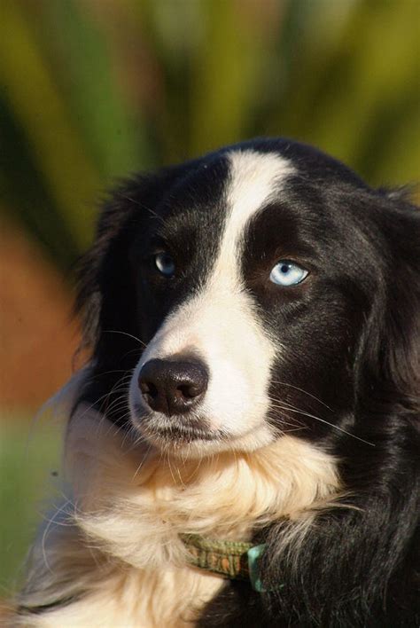 Blue Eyed Border Collie Photograph by Tracey Beer