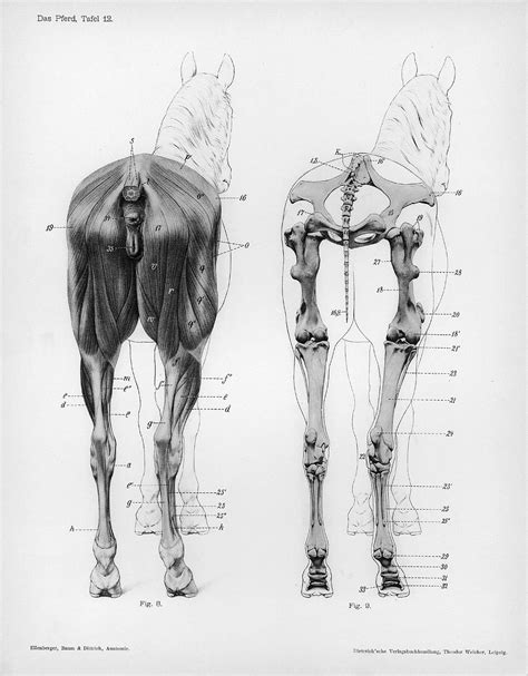 These are caudal views (from the rear) of the hindlimbs displaying the ...