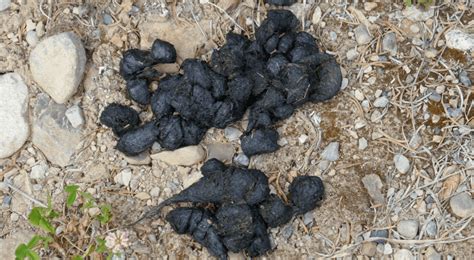 What Does Deer Poop Look Like? And How To Spot It In Your Yard? - Animal Corner