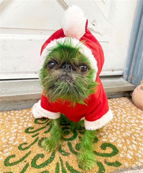 Pin by Kathy Fulkerson on DOGS | The grinch dog, Dog dye, Dog halloween ...