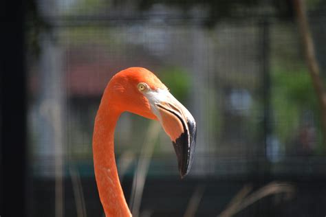 Free stock photo of animals, flamenco