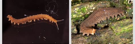 News - Five new velvet worm species from South Africa...