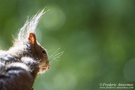 Wildlife In Switzerland – Some Animals | Ansermoz-Photography