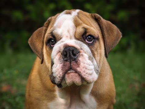 Australian Bulldog – Dog Breed Information and Pictures | Livelife