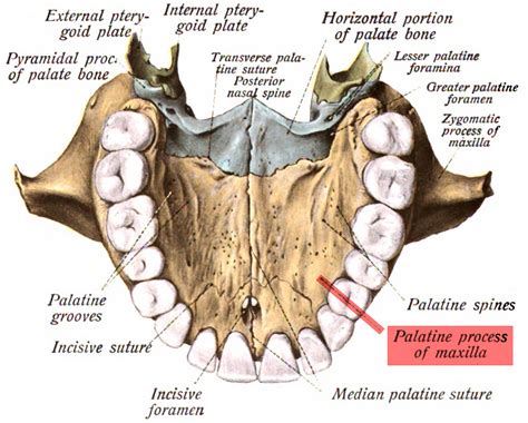 Bone by Bone - Palatines