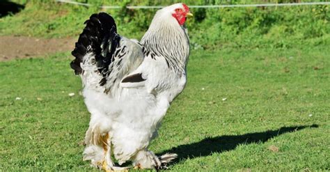 The Ultimate Brahma Chicken Guide: Everything You Need to Know From Appearance to Egg Laying - A ...