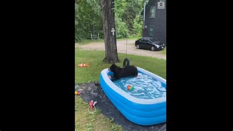 Bear cools off in inflatable swimming pool - Good Morning America