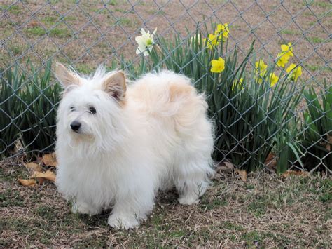 Linda and Robert's super star spoiled maltese pomeranian mix, (MaltiPom) "Twinkie". | Hybrid ...