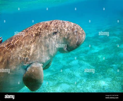 Dugong. Baby dugong from the bay of Mars Mubarak Dugongo. Sea Cow in Marsa Alam. Marsa Mubarak ...