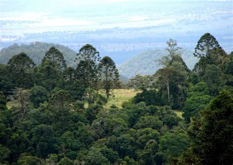 Bunya Mountains National Park - Alchetron, the free social encyclopedia