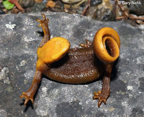 Rough-skinned Newt - Taricha granulosa