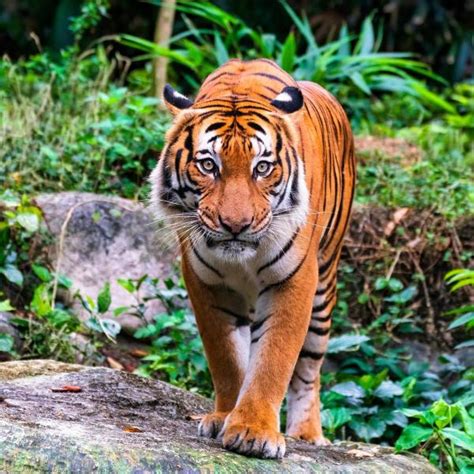 Sumatran Tiger Habitat