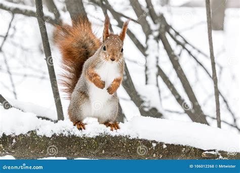 Squirrel Standing on Tree Branch Covered with Snow on Blurred Forest Background Stock Photo ...