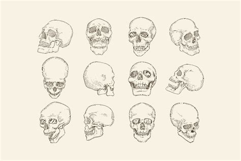 Human Skull Drawing Human Skull Anatomy Human Anatomy - vrogue.co