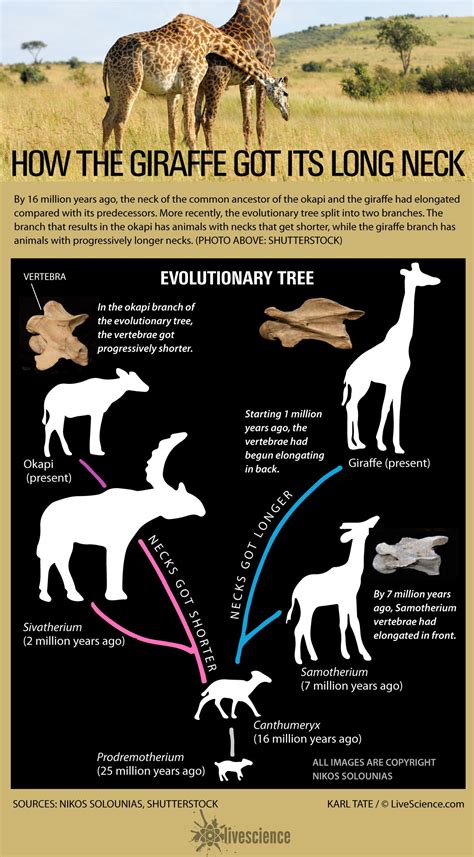 7-Million-Year-Old Fossils Show How the Giraffe Got Its Long Neck | Live Science