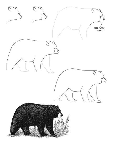 Bear (Black) Drawing Lesson -- Exploring Nature Educational Resource