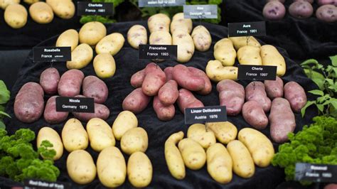 Varieties Of Potatoes