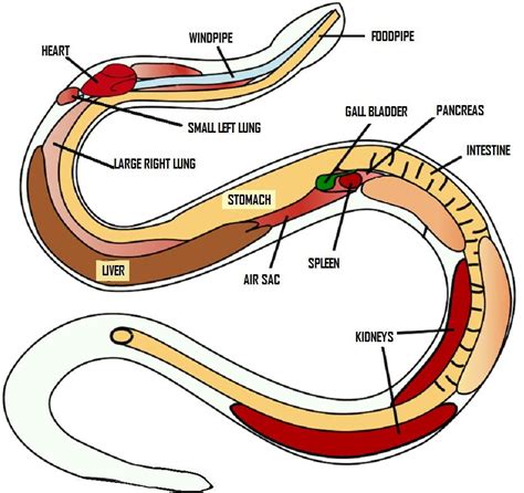 anatomy of a snake Ball Python Pet, Ball Python Care, Ball Python ...