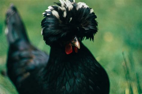 Everything You Need to Know About Polish Chickens - J&R Pierce Family ...