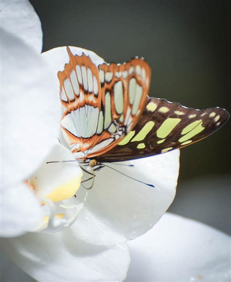 Monarch Butterfly on Orchid Photograph by Michael Moriarty | Fine Art America