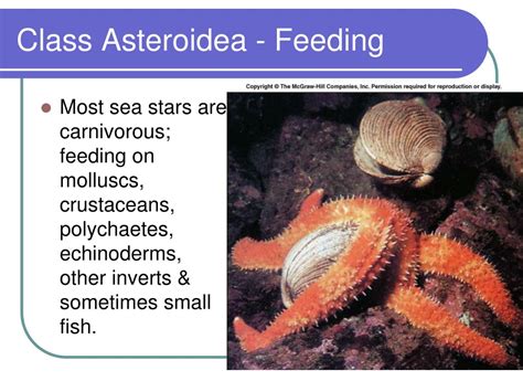 PPT - Chaetognaths, Echinoderms, and Hemichordates PowerPoint Presentation - ID:293891