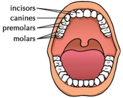 Kid Teeth Chart and How to Use It | UtoDent.com