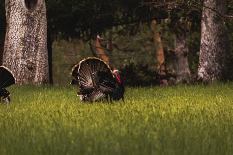 Tips to Stay Safe During Turkey Hunting