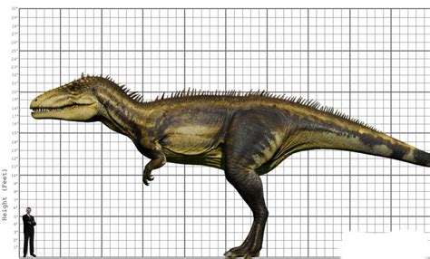 My Carcharodontosaurus size comparison by EthanThomas2022 on DeviantArt