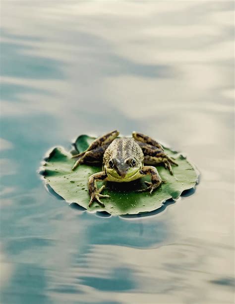 Frog On Lily Pad by Burazin