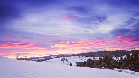 Green Leaved Trees on Snow · Free Stock Photo