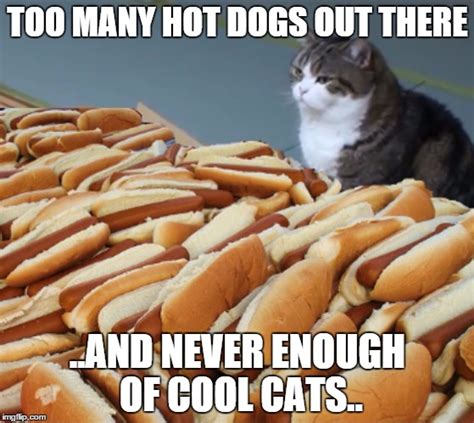 Cat Hot Dogs - Imgflip