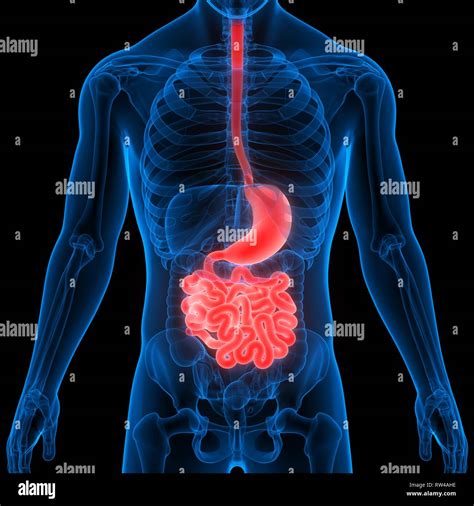 Human Digestive System Stomach with Small Intestine Anatomy Stock Photo ...