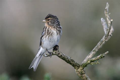 90+ Twite Bird Stock Photos, Pictures & Royalty-Free Images - iStock