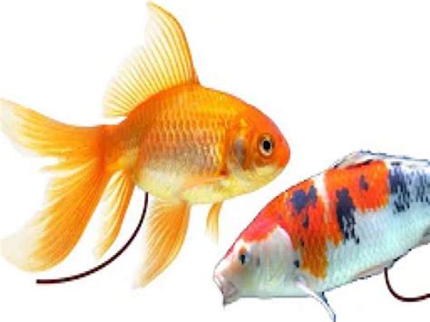 Goldfish Poop: Understanding The Colors Behind Their Wastes