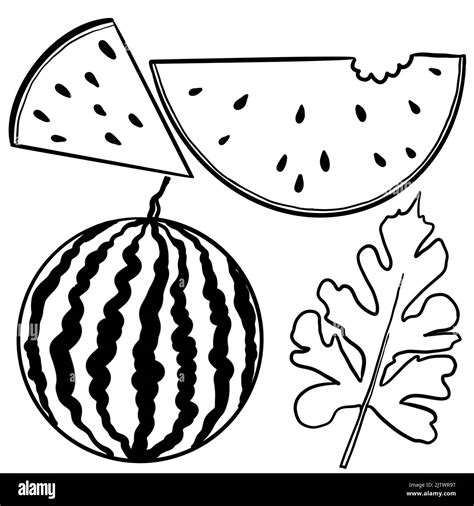 Watermelon Plant Clipart Black