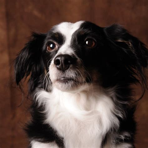 Black and White Border Collie Corgi Mix Puppies Photos | Corgi mix ...