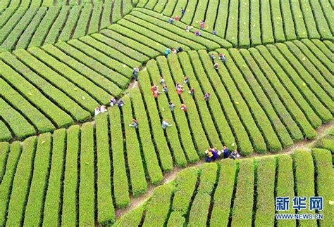 Aerial photos of tea garden in C China - People's Daily Online