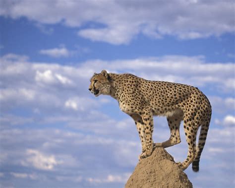 $4m earmarked for Asiatic cheetah conservation - Tehran Times