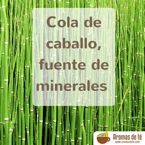 Cola de caballo, benefits and properties | Aromas de té blog