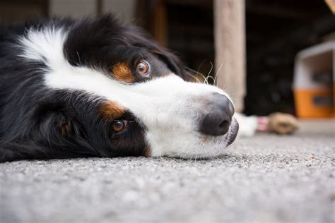 Lay down | Miruku often lays down near me. It seems she want… | Flickr