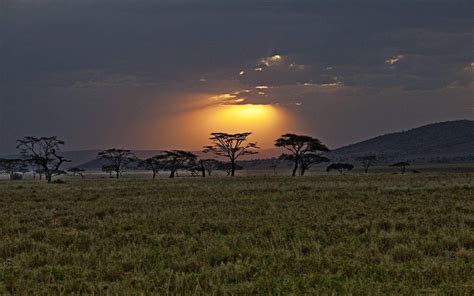 Download Kenya Safari Nature Reserve Wallpaper | Wallpapers.com